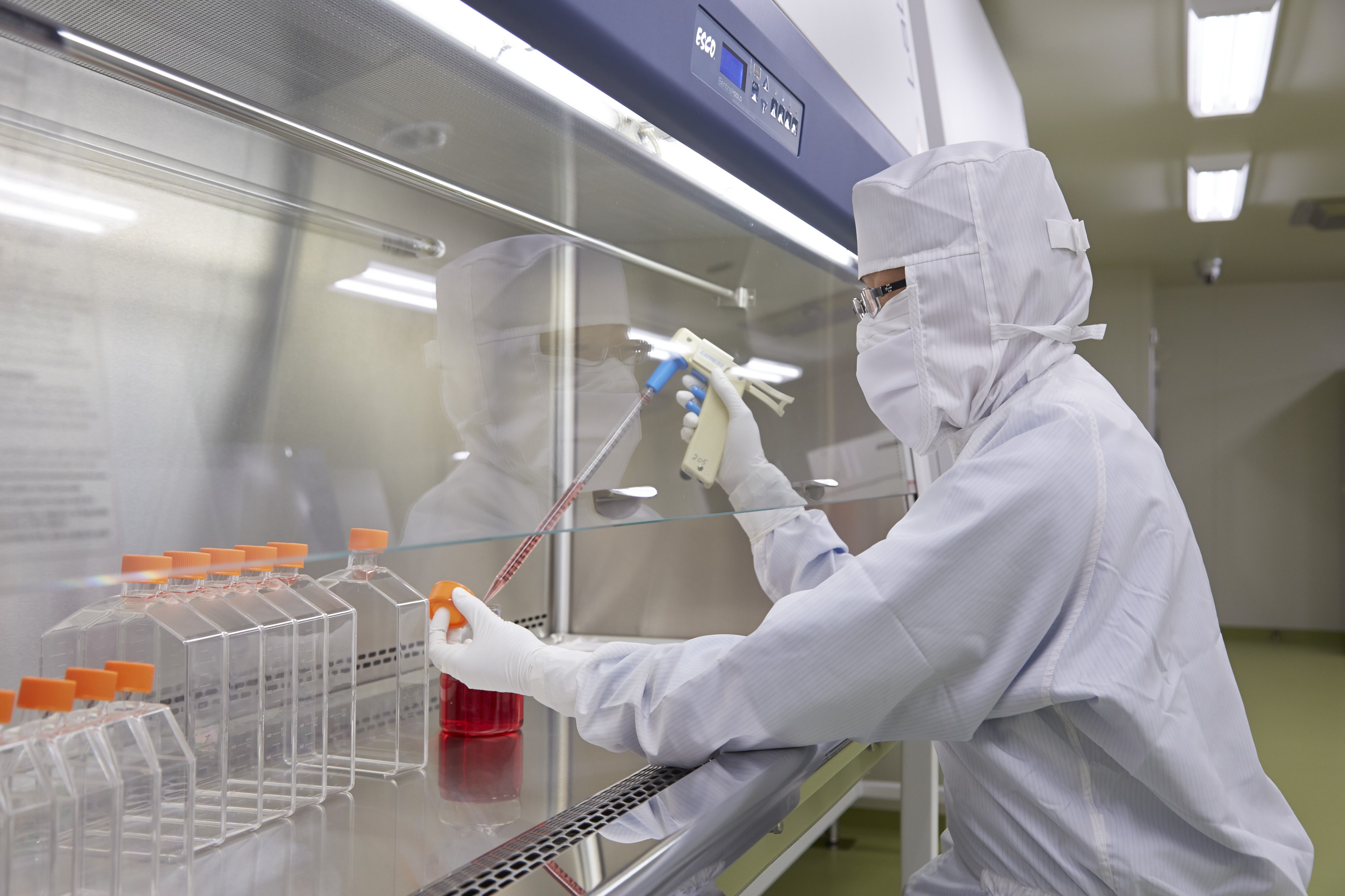 細胞培養の様子