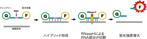 CycleavePCR法の原理