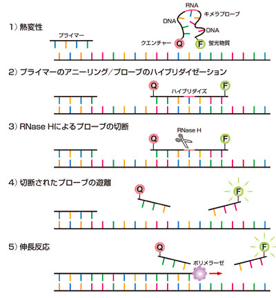 CycleavePCR法の原理