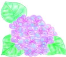 紫陽花