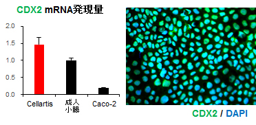 CDX2 mRNA発現量