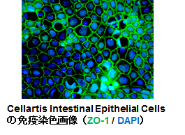 Cellartis Intestinal Epithelial Cellsの免疫染色画像