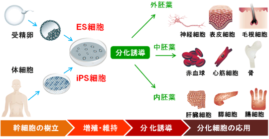 幹細胞の樹立から分化細胞応用までの実験フロー