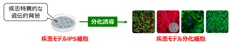 疾患モデルiPS細胞分化誘導