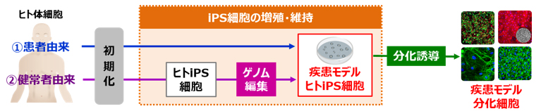 iPS細胞技術を利用した疾患モデリング用分化細胞作製のアプローチ