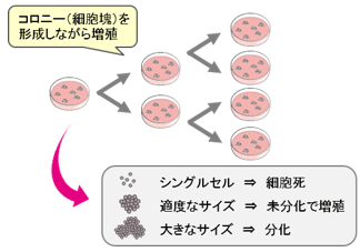 hiPSC従来培養法（オンフィーダー培養）の問題点