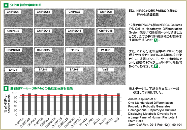 肝細胞分化誘導結果