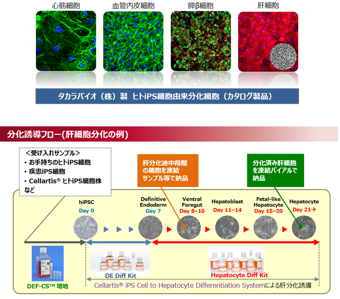 Ips細胞を利用した 疾患モデリング の課題と解決策 疾患モデル研究 幹細胞 再生医療研究ガイド タカラバイオ株式会社 バイオ産業支援事業