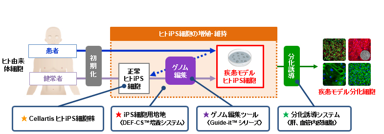 Ips細胞を利用した疾患モデリングの課題と解決策 疾患モデル研究 幹細胞 再生医療研究ガイド タカラバイオ株式会社 バイオ産業支援事業