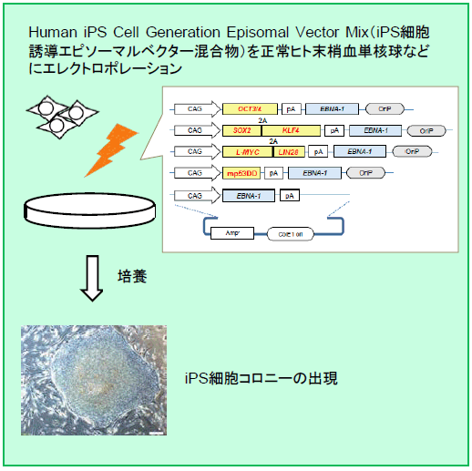 Ips細胞の誘導 幹細胞 再生医療研究ガイド タカラバイオ株式会社 バイオ産業支援事業