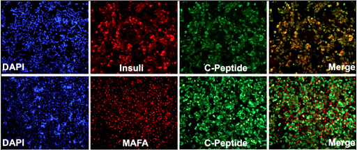 Cellartis hiPS Beta Cellsの膵β細胞成熟マーカーの染色結果