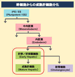 幹細胞からの成熟肝細胞分化