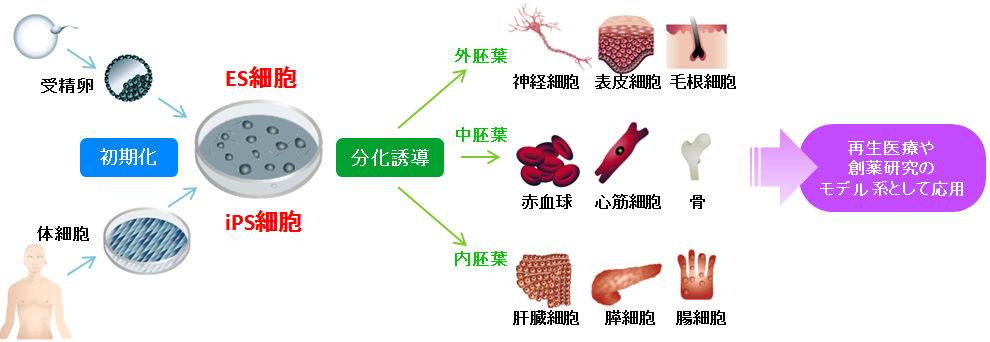 幹細胞研究　試薬・受託サービス選択ガイド