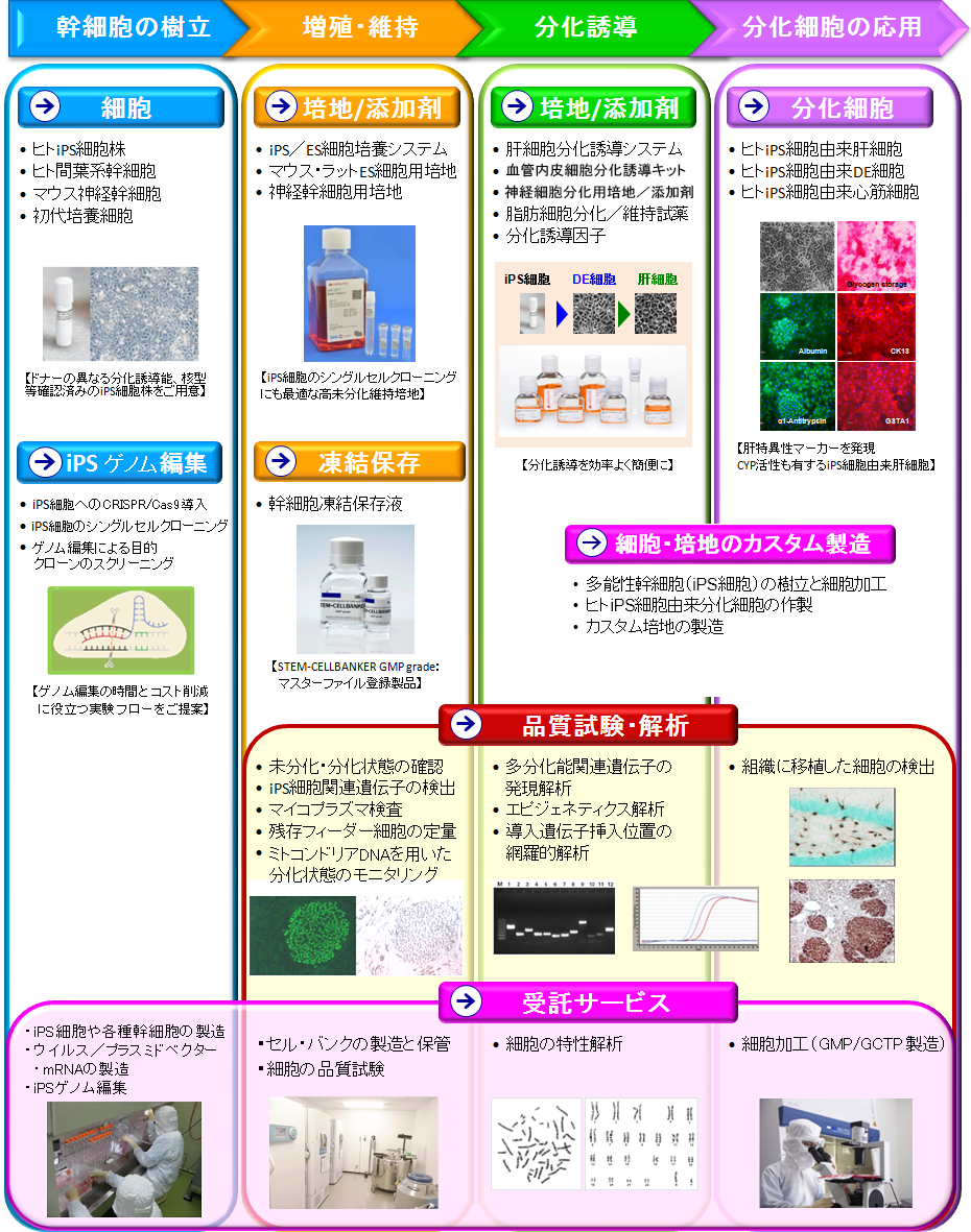 幹細胞研究　試薬・受託サービス選択ガイド