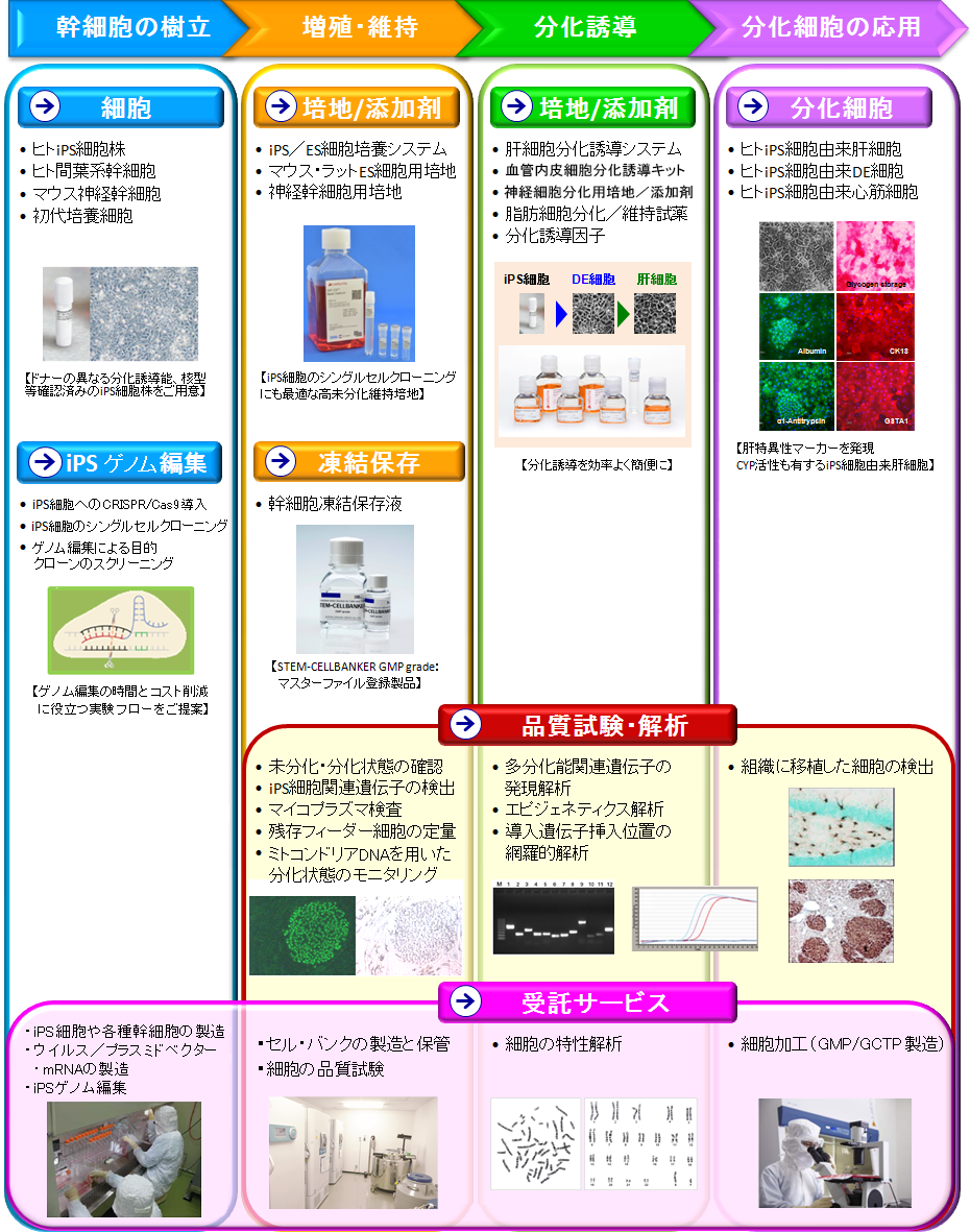幹細胞研究　試薬・受託サービス選択ガイド