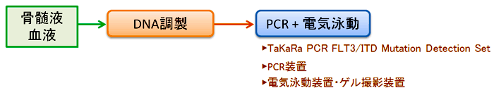 FLT3遺伝子のInternal Tandem Duplication変異検出