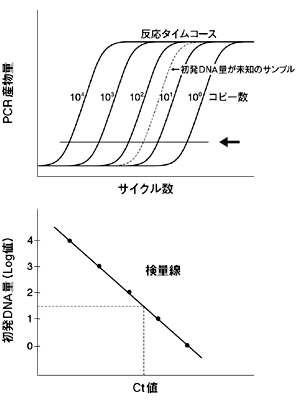 リアルタイムpcrの原理 タカラバイオ株式会社