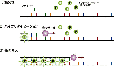 インターカレータ－法の原理