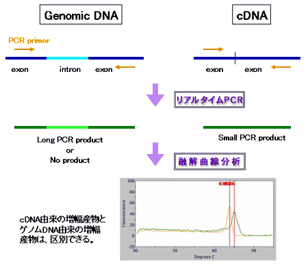ゲノムDNA由来の増幅が起こらないようなプライマー設計