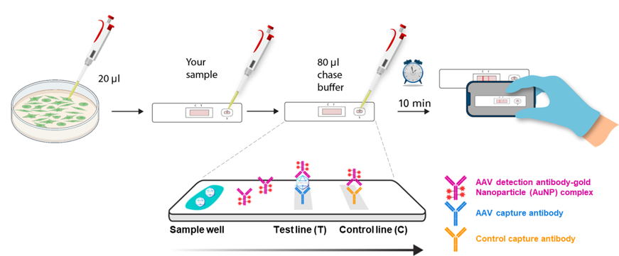 dsRNA GoStix Plusの操作手順