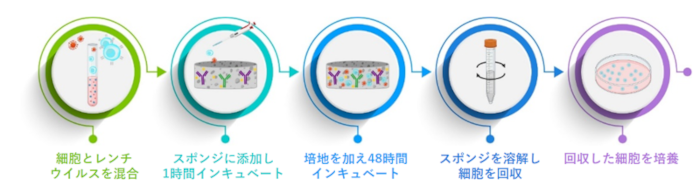 Lenti-X T-Cell Transduction Spongeの操作手順