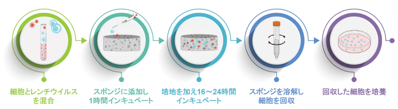 Lenti-X Transduction Spongeの操作手順